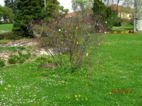 IMG_1463.jpg, 35kB